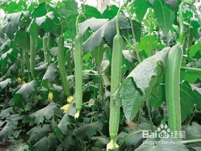 絲瓜怎麼種植