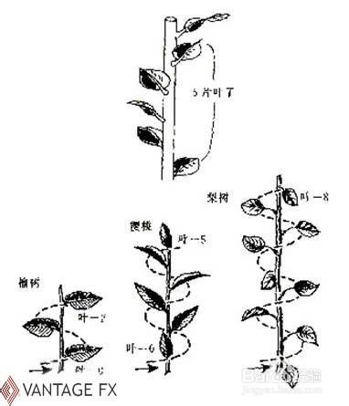 斐波那契數列