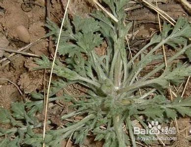 春天到了與家人一起去挖野菜