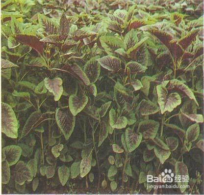 既好吃又治病的野菜，你認識嗎