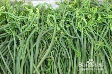 既好吃又治病的野菜，你認識嗎