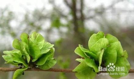 春天到了與家人一起去挖野菜