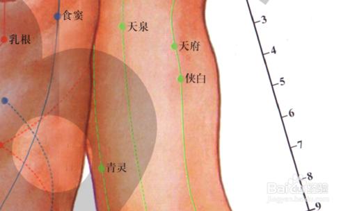 手厥陰心包經圖解