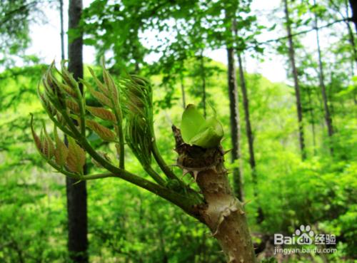 春季常見野菜養生功效