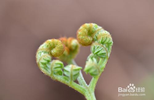 春季常見野菜養生功效