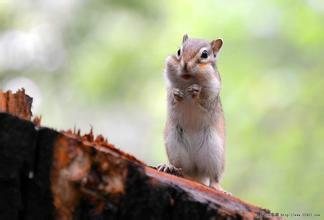 怎樣家裡飼養金華熟？