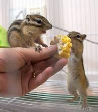 怎樣家裡飼養金華熟？