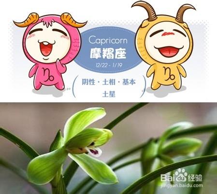 給不同星座/十二星座女生送什麼類型的花