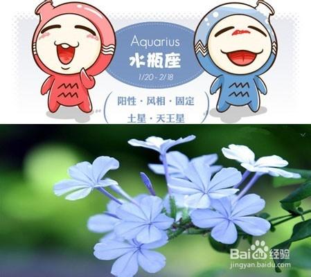 給不同星座/十二星座女生送什麼類型的花