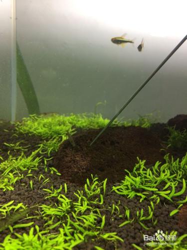 水草魚缸黑毛藻的成因與除去及水草入缸預防