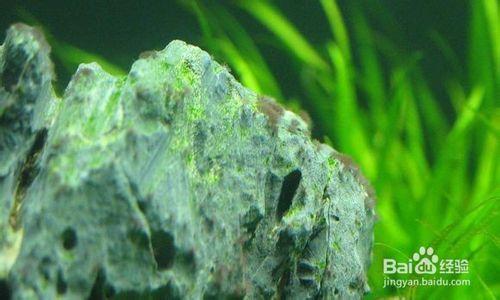 水草魚缸黑毛藻的成因與除去及水草入缸預防