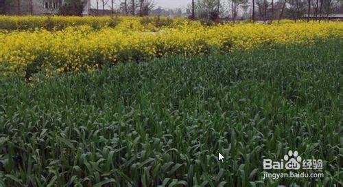 清明節祭奠掃墓、郊野踏青、飲食習俗攻略