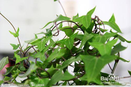 房間內該養什麼樣的花卉？