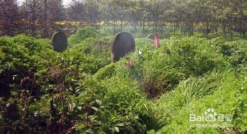 清明節祭奠掃墓、郊野踏青、飲食習俗攻略