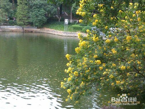 如何遊玩廣東省內一日遊（東莞八景之旗峰公園）