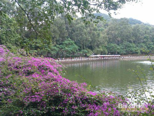 如何遊玩廣東省內一日遊（東莞八景之旗峰公園）