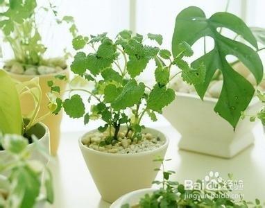 花語－送花指南：情人節出了送玫瑰還能送什麼？