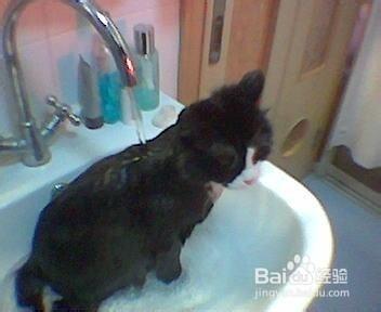 怎樣給小狗或小貓洗澡？