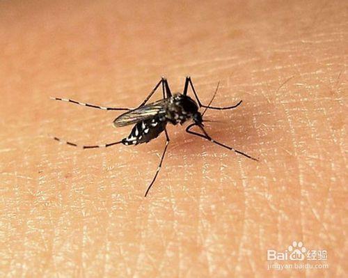夏天被蚊子咬了怎麼止癢蚊子咬後去癢妙方