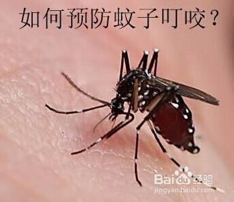 被蚊子叮咬了怎麼辦？如何止癢？