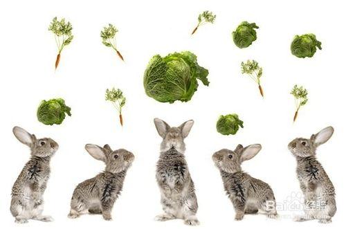 小兔子健康飲食的技巧