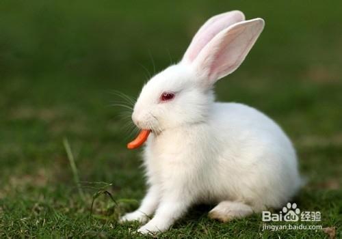 小兔子健康飲食的技巧