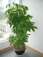 家中放什麼植物可以招財？