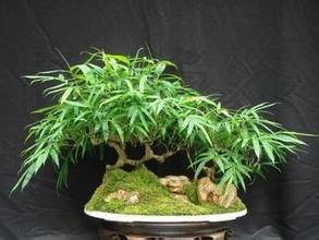 家中放什麼植物可以招財？