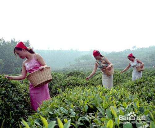 百度苗苗的夢中情人- 武當太極養生功夫茶