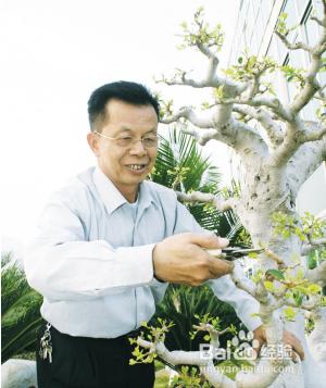 怎樣在家養植物