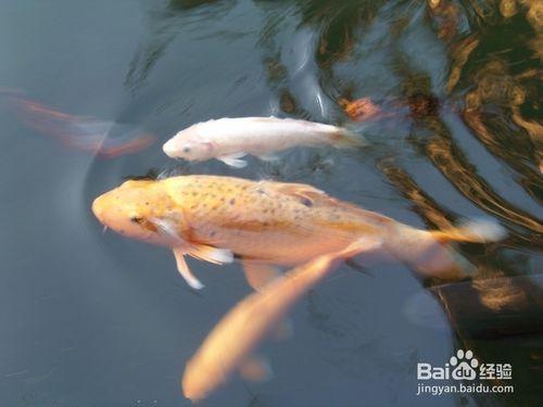 養觀賞魚魚省去養水環節