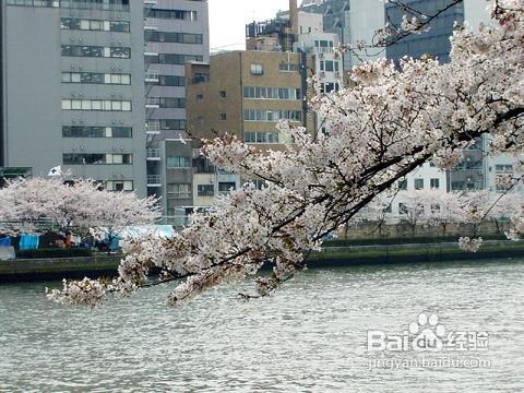 東京市區中心的景點