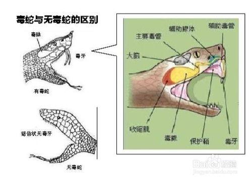 被蛇咬了怎麼辦？ 自救小知識