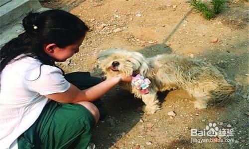 如何接近小動物