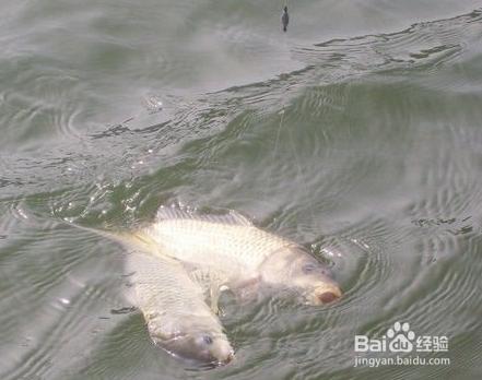 釣魚技巧 春季釣鯉魚的經驗