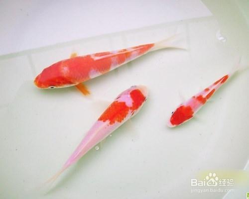 辦公室怎麼養魚？適合養什麼魚？