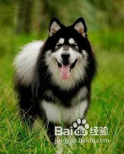 阿拉斯加雪橇犬的美容護理