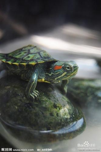 巴西龜應該怎麼飼養？