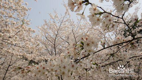 如何最快知道花代表的意思