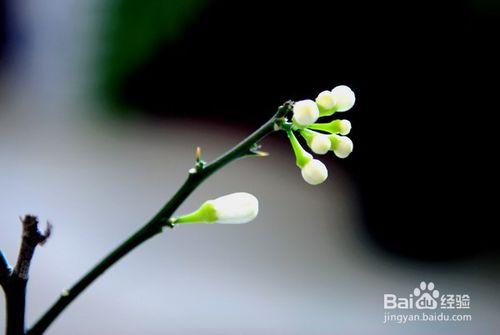 如何最快知道花代表的意思