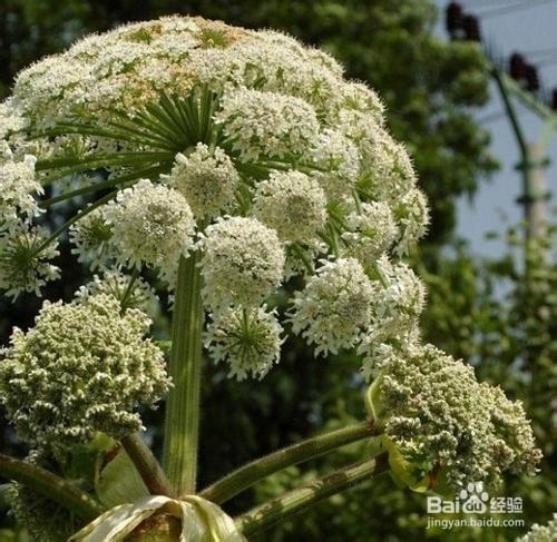 白芷粉的美白祛斑功效