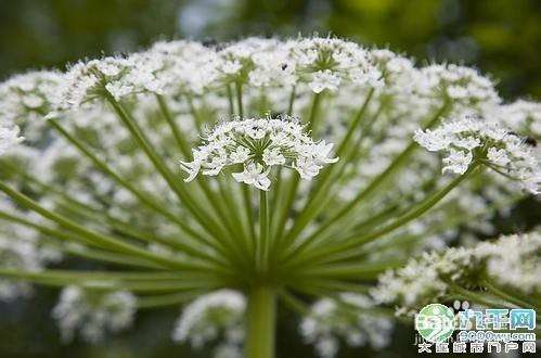 白芷粉的美白祛斑功效