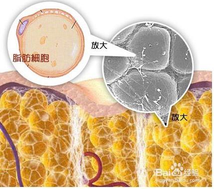 夏日炫身材養成計劃