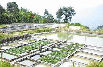 泥鰍養殖技術之無土養殖