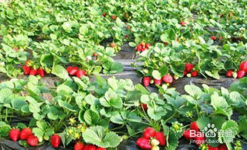夏季如何選購水果(草莓、木瓜和櫻桃)