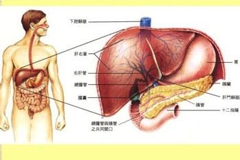 乙肝病毒攜帶者在與他人共同生活時應注意的事項