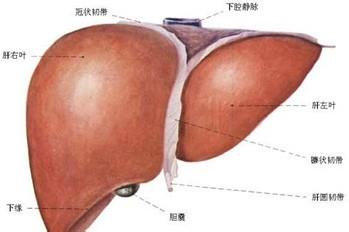 乙肝病毒攜帶者在與他人共同生活時應注意的事項