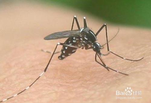 蚊子叮咬和什麼有關