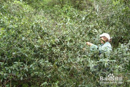 如何正確的飲用大紅袍、正山小種茶及些許功效