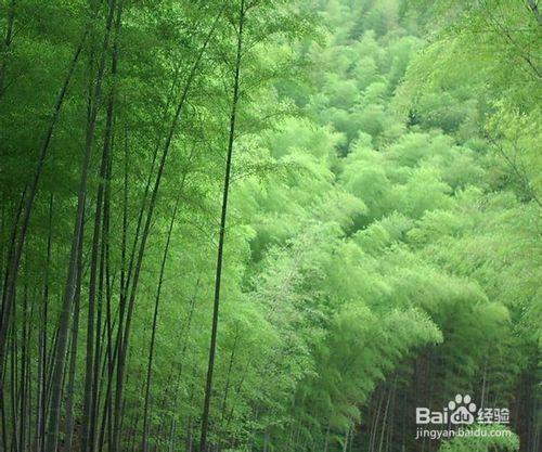 竹葉茶的味道很好啊！